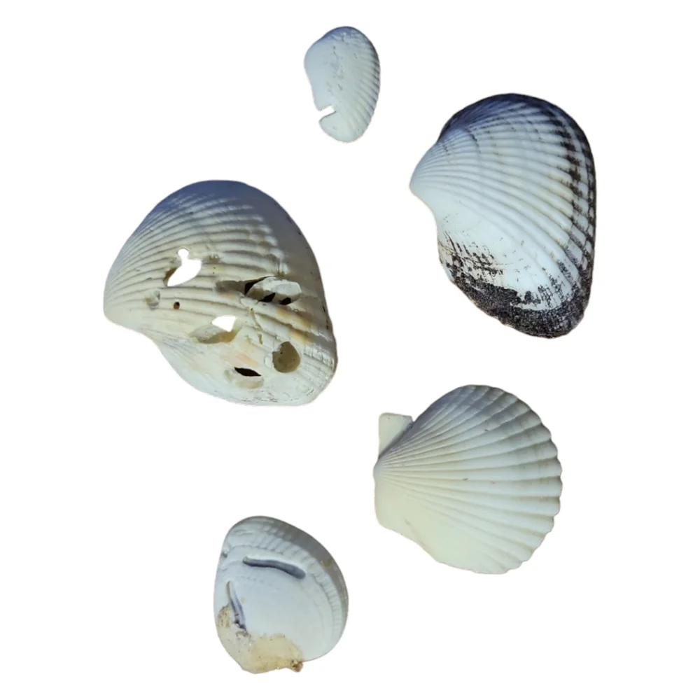 Seashells From South Padre Island Mixed Whole & Interesting Pieces.